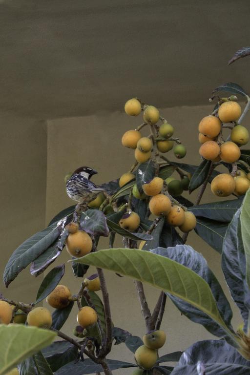 Il Vecchioliveto Di Ornella Bed & Breakfast Marrubiu Bagian luar foto
