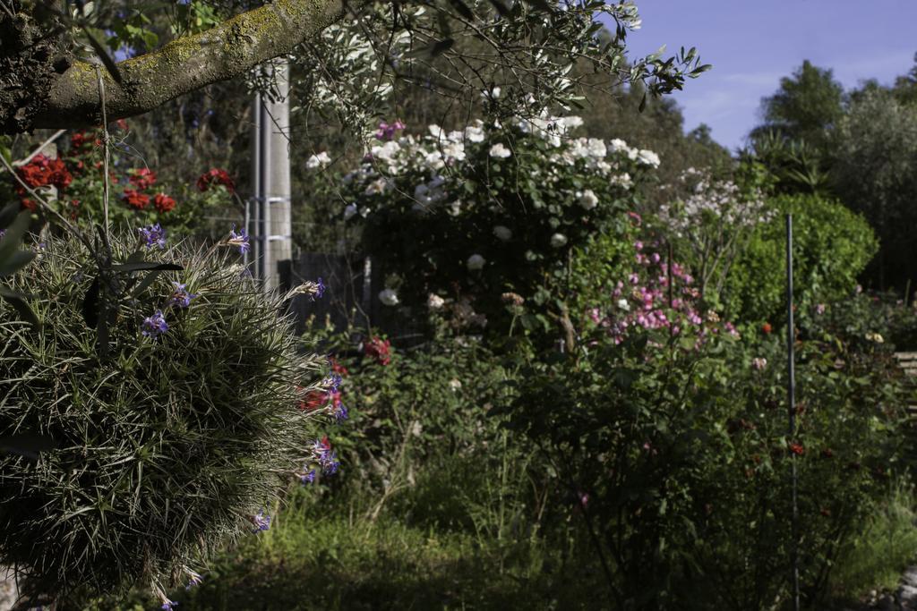 Il Vecchioliveto Di Ornella Bed & Breakfast Marrubiu Bagian luar foto